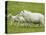 Ewe and lambs-Kevin Schafer-Stretched Canvas