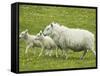 Ewe and lambs-Kevin Schafer-Framed Stretched Canvas