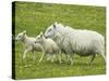 Ewe and lambs-Kevin Schafer-Stretched Canvas