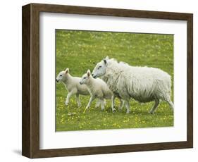 Ewe and lambs-Kevin Schafer-Framed Photographic Print