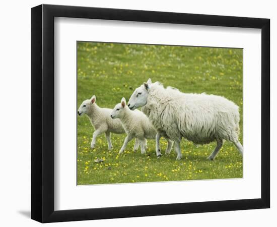 Ewe and lambs-Kevin Schafer-Framed Photographic Print