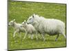 Ewe and lambs-Kevin Schafer-Mounted Photographic Print