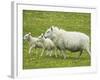 Ewe and lambs-Kevin Schafer-Framed Photographic Print