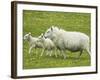 Ewe and lambs-Kevin Schafer-Framed Photographic Print