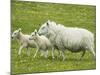 Ewe and lambs-Kevin Schafer-Mounted Photographic Print