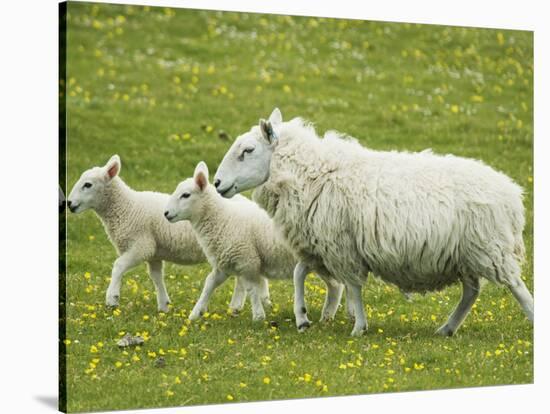 Ewe and lambs-Kevin Schafer-Stretched Canvas