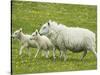 Ewe and lambs-Kevin Schafer-Stretched Canvas