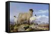 Ewe and Lambs-Richard Ansdell-Framed Stretched Canvas