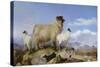 Ewe and Lambs-Richard Ansdell-Stretched Canvas