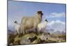 Ewe and Lambs-Richard Ansdell-Mounted Giclee Print