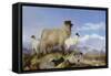 Ewe and Lambs-Richard Ansdell-Framed Stretched Canvas