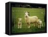 Ewe and Twin Lambs on Sheep Farm, Marlborough, South Island, New Zealand-Julia Thorne-Framed Stretched Canvas