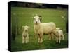Ewe and Twin Lambs on Sheep Farm, Marlborough, South Island, New Zealand-Julia Thorne-Stretched Canvas