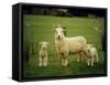 Ewe and Twin Lambs on Sheep Farm, Marlborough, South Island, New Zealand-Julia Thorne-Framed Stretched Canvas