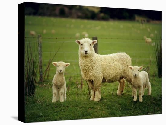 Ewe and Twin Lambs on Sheep Farm, Marlborough, South Island, New Zealand-Julia Thorne-Stretched Canvas