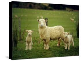 Ewe and Twin Lambs on Sheep Farm, Marlborough, South Island, New Zealand-Julia Thorne-Stretched Canvas