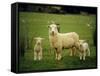 Ewe and Twin Lambs on Sheep Farm, Marlborough, South Island, New Zealand-Julia Thorne-Framed Stretched Canvas