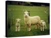 Ewe and Twin Lambs on Sheep Farm, Marlborough, South Island, New Zealand-Julia Thorne-Stretched Canvas