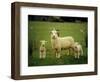 Ewe and Twin Lambs on Sheep Farm, Marlborough, South Island, New Zealand-Julia Thorne-Framed Photographic Print