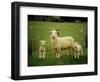 Ewe and Twin Lambs on Sheep Farm, Marlborough, South Island, New Zealand-Julia Thorne-Framed Photographic Print