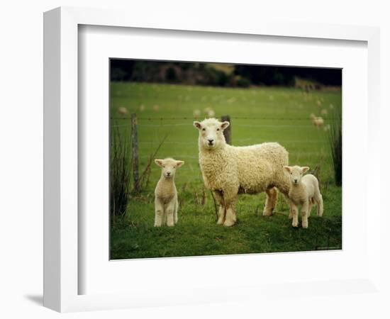 Ewe and Twin Lambs on Sheep Farm, Marlborough, South Island, New Zealand-Julia Thorne-Framed Photographic Print