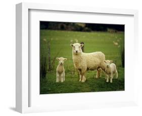 Ewe and Twin Lambs on Sheep Farm, Marlborough, South Island, New Zealand-Julia Thorne-Framed Photographic Print