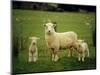 Ewe and Twin Lambs on Sheep Farm, Marlborough, South Island, New Zealand-Julia Thorne-Mounted Photographic Print