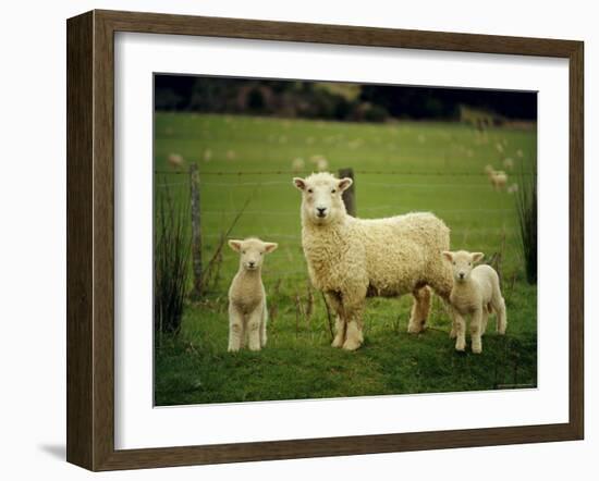 Ewe and Twin Lambs on Sheep Farm, Marlborough, South Island, New Zealand-Julia Thorne-Framed Photographic Print