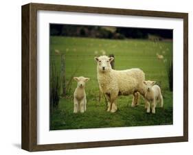 Ewe and Twin Lambs on Sheep Farm, Marlborough, South Island, New Zealand-Julia Thorne-Framed Photographic Print