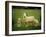 Ewe and Twin Lambs on Sheep Farm, Marlborough, South Island, New Zealand-Julia Thorne-Framed Photographic Print