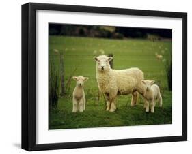 Ewe and Twin Lambs on Sheep Farm, Marlborough, South Island, New Zealand-Julia Thorne-Framed Photographic Print