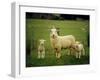 Ewe and Twin Lambs on Sheep Farm, Marlborough, South Island, New Zealand-Julia Thorne-Framed Photographic Print