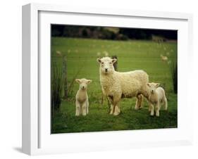 Ewe and Twin Lambs on Sheep Farm, Marlborough, South Island, New Zealand-Julia Thorne-Framed Photographic Print