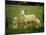 Ewe and Twin Lambs on Sheep Farm, Marlborough, South Island, New Zealand-Julia Thorne-Mounted Photographic Print