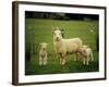 Ewe and Twin Lambs on Sheep Farm, Marlborough, South Island, New Zealand-Julia Thorne-Framed Photographic Print