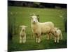 Ewe and Twin Lambs on Sheep Farm, Marlborough, South Island, New Zealand-Julia Thorne-Mounted Photographic Print