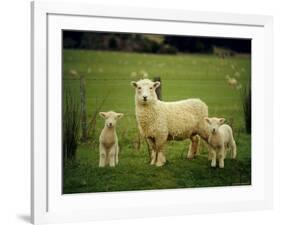 Ewe and Twin Lambs on Sheep Farm, Marlborough, South Island, New Zealand-Julia Thorne-Framed Photographic Print