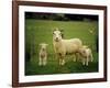 Ewe and Twin Lambs on Sheep Farm, Marlborough, South Island, New Zealand-Julia Thorne-Framed Photographic Print