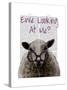 Ewe Looking at Me DeNiro Sheep-Fab Funky-Stretched Canvas