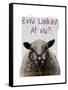 Ewe Looking at Me DeNiro Sheep-Fab Funky-Framed Stretched Canvas