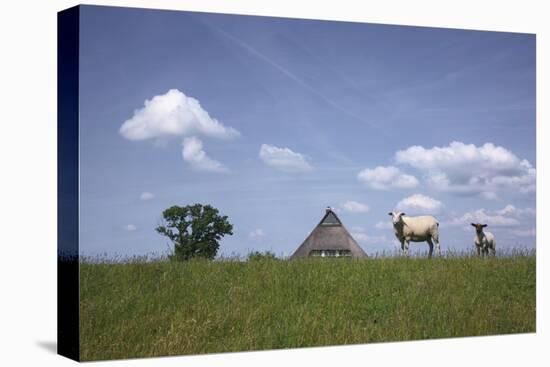 Ewe with Cub on the Elbe Dike Near Hollerwettern in the Wilster Marsh Near Wewelsfleth-Uwe Steffens-Stretched Canvas