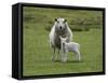 Ewe with Lamb, Scotland, United Kingdom, Europe-Ann & Steve Toon-Framed Stretched Canvas