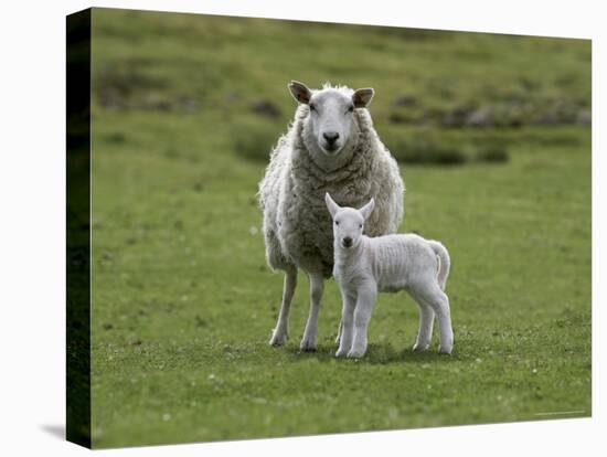 Ewe with Lamb, Scotland, United Kingdom, Europe-Ann & Steve Toon-Stretched Canvas