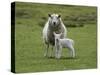 Ewe with Lamb, Scotland, United Kingdom, Europe-Ann & Steve Toon-Stretched Canvas