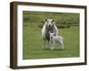 Ewe with Lamb, Scotland, United Kingdom, Europe-Ann & Steve Toon-Framed Photographic Print