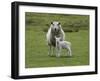 Ewe with Lamb, Scotland, United Kingdom, Europe-Ann & Steve Toon-Framed Photographic Print