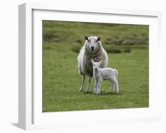 Ewe with Lamb, Scotland, United Kingdom, Europe-Ann & Steve Toon-Framed Photographic Print