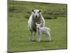 Ewe with Lamb, Scotland, United Kingdom, Europe-Ann & Steve Toon-Mounted Photographic Print