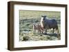 Ewes and Lambs at Springtime on the Mynydd Epynt Range, Powys, Wales, United Kingdom, Europe-Graham Lawrence-Framed Photographic Print