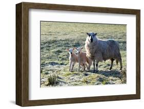 Ewes and Lambs at Springtime on the Mynydd Epynt Range, Powys, Wales, United Kingdom, Europe-Graham Lawrence-Framed Photographic Print